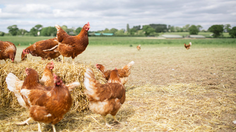 Det finns en mängd goda och bra alternativ som veganer istället konsumerar Veganer väljer att utesluta alla animaliska produkter ur sitt liv