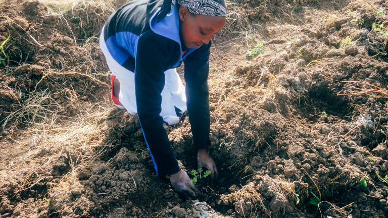 Harvesting geranium oil in Kenya