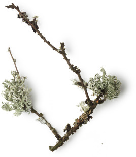 Oakmoss Oakmoss