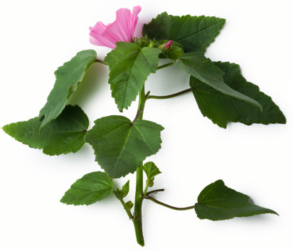 Marshmallow plant Marshmallow plant