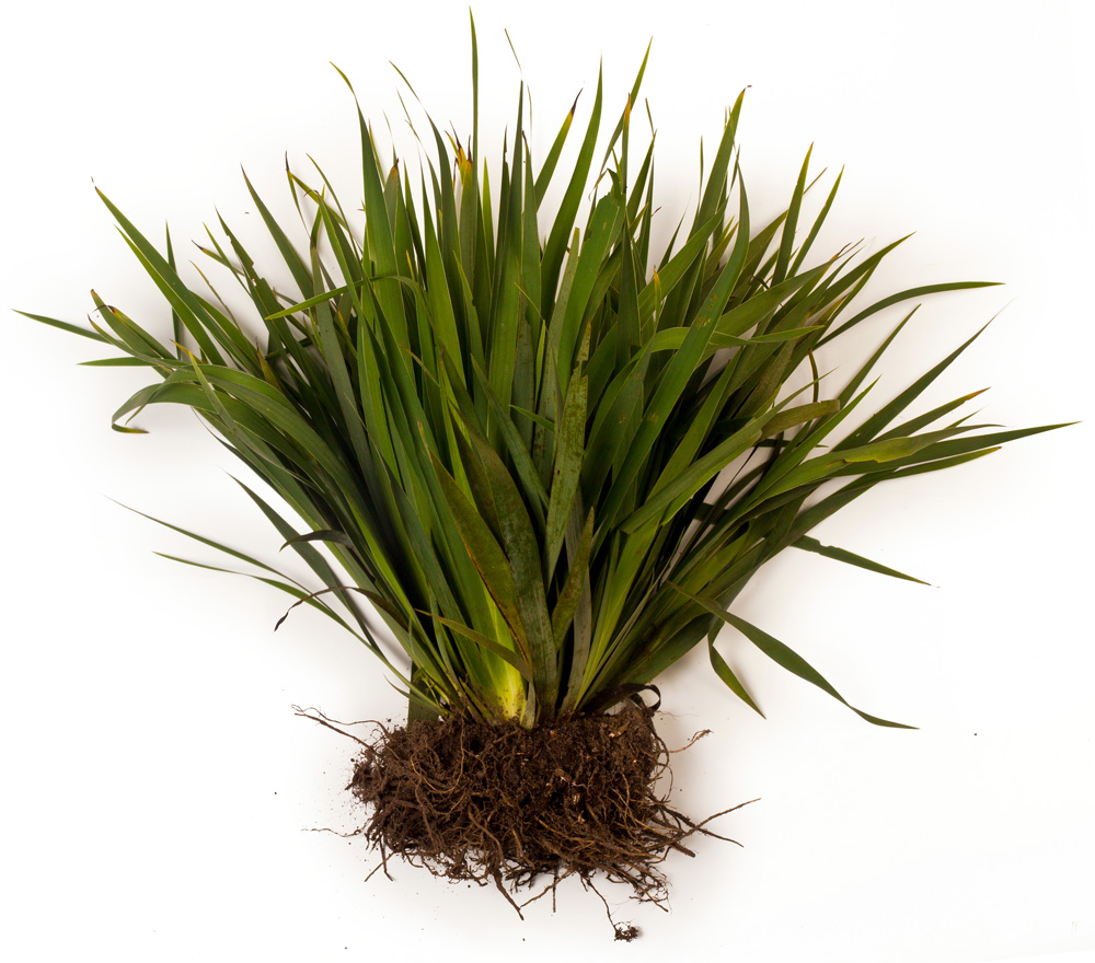 orris root powder