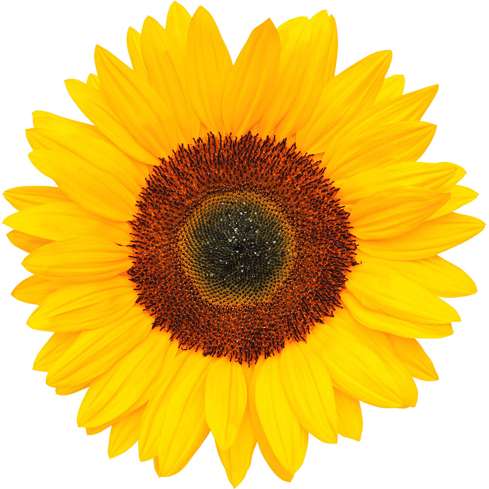 Sunflower Petal Extract Lush Fresh Handmade Cosmetics UK
