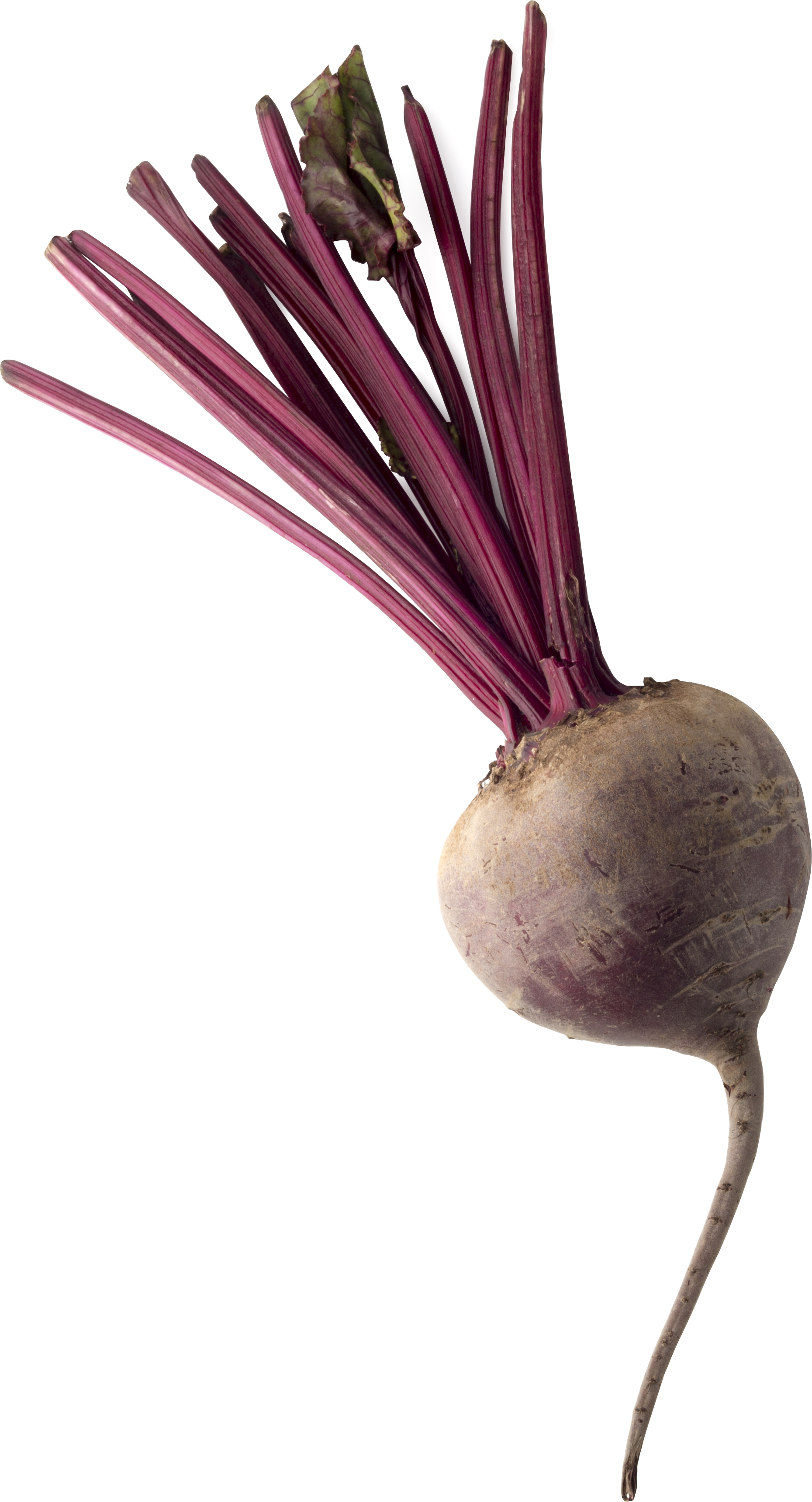 beetroot powder lush fresh