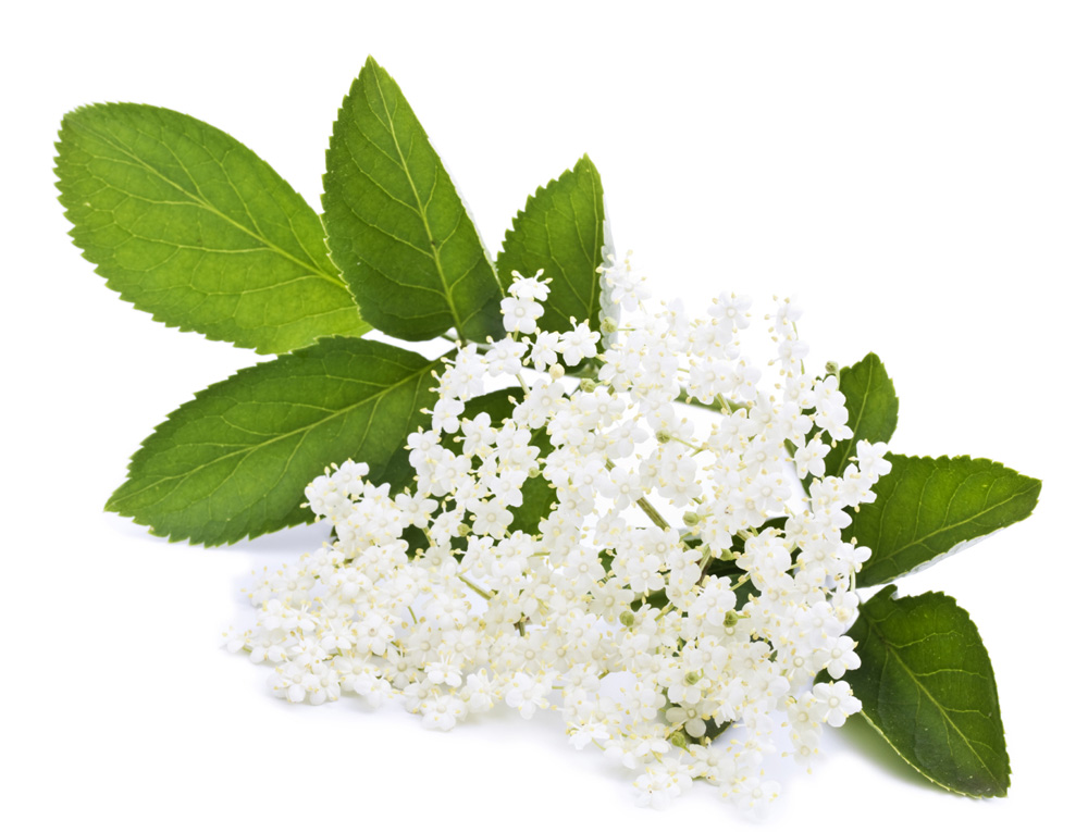 Elderflower Infusion Lush Fresh Handmade Cosmetics UK
