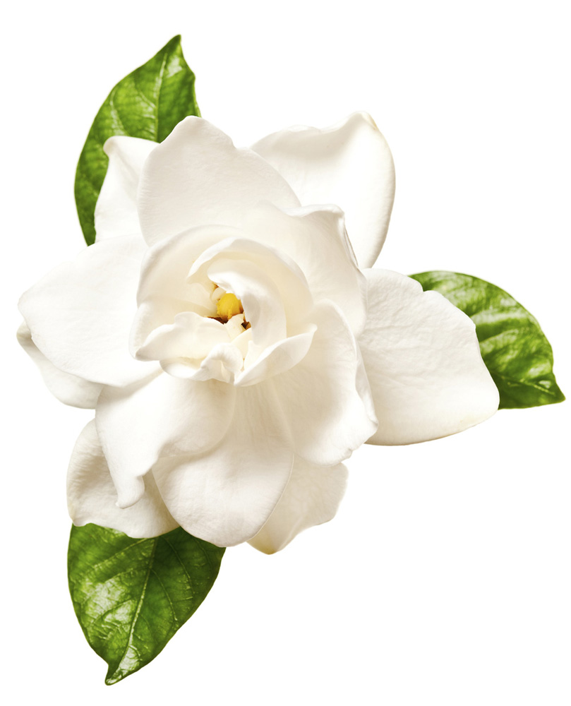 Gardenia Jasminoides Fruit Extract (Gardenienextrakt) LUSH Deutschland