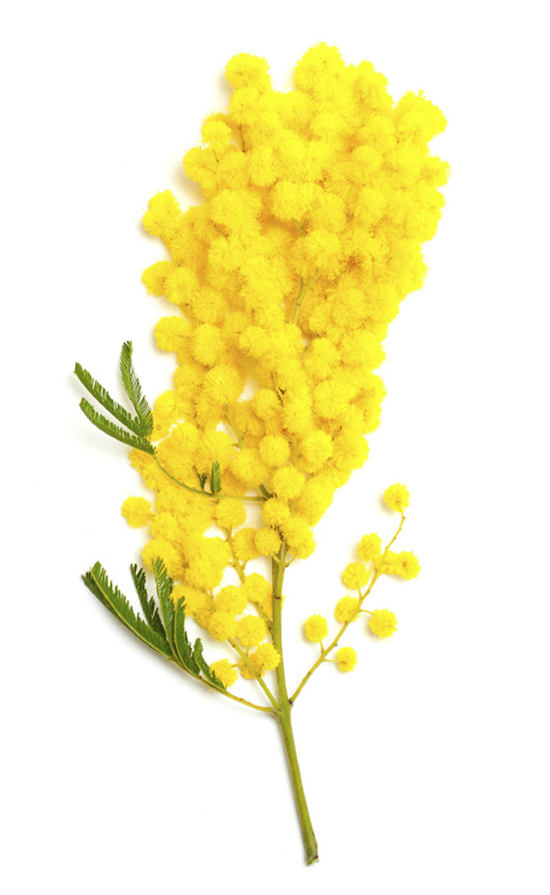 Acacia Decurrens Flower Extract (Mimosen Absolue) Lush