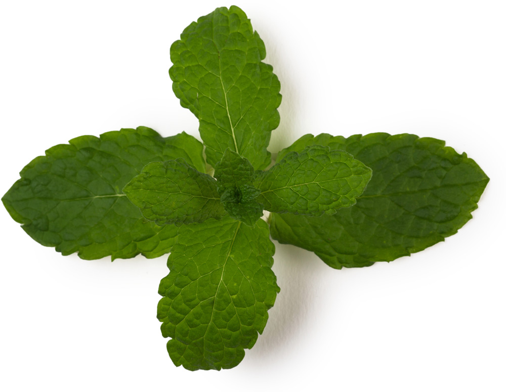 Fresh Mint Infusion Fresh Mint Infusion