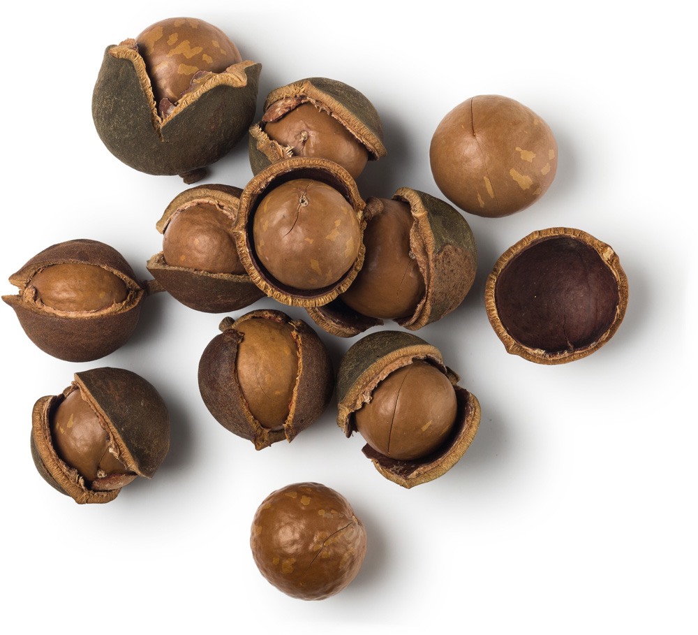 Macadamia nuts Macadamia nuts