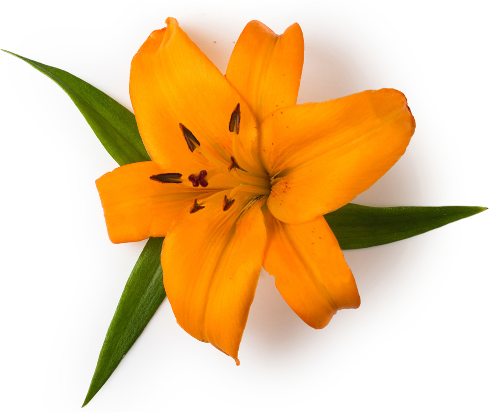 Good lily. Лилия микс. Tiger Lily Petals.