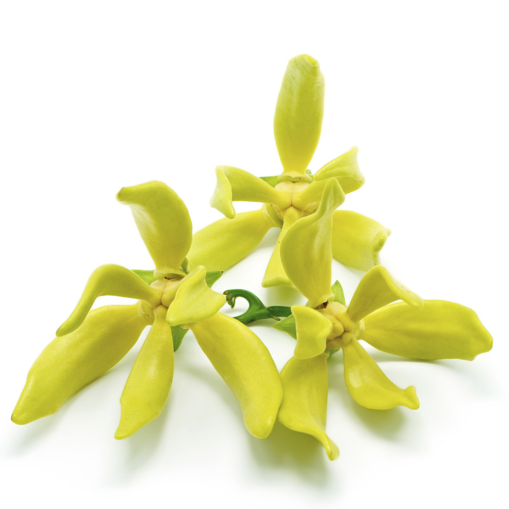 Huile Essentielle D Ylang Ylang Cananga Odorata Lush France