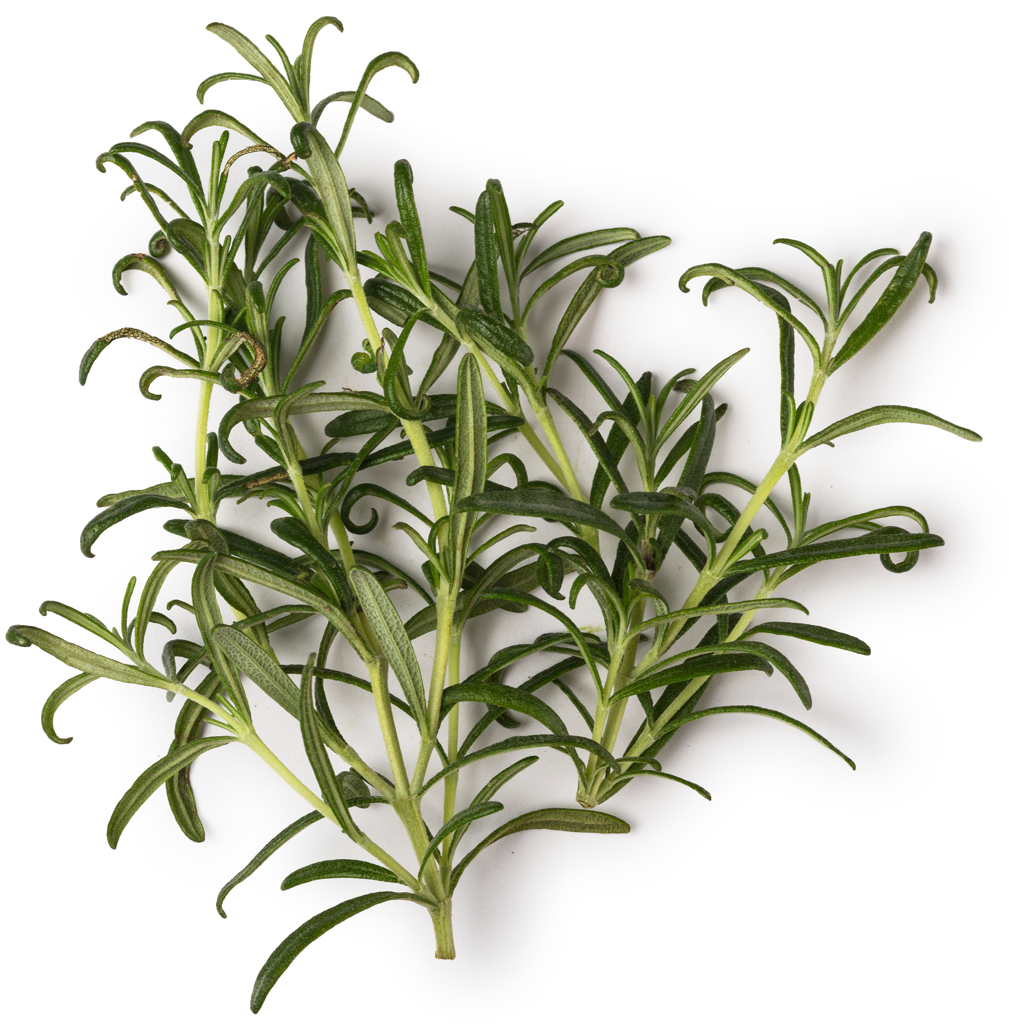 Rosemary rosemary