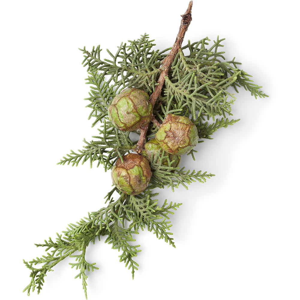Cupressus Sempervirens Oil (Zypressenöl) Lush Österreich Cupressus Sempervirens Oil (Zypressenöl) Lush Österreich