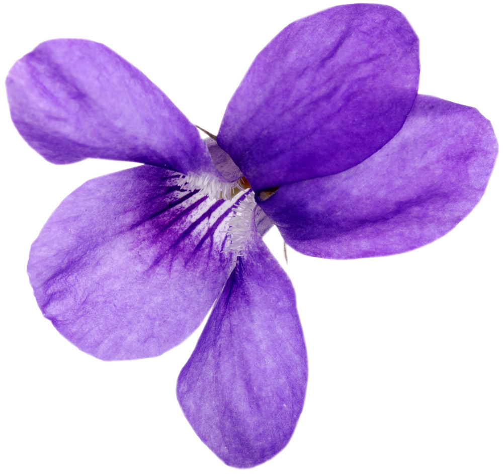 Viola Odorata Leaf Extract (Veilchenblatt Absolue) LUSH Deutschland