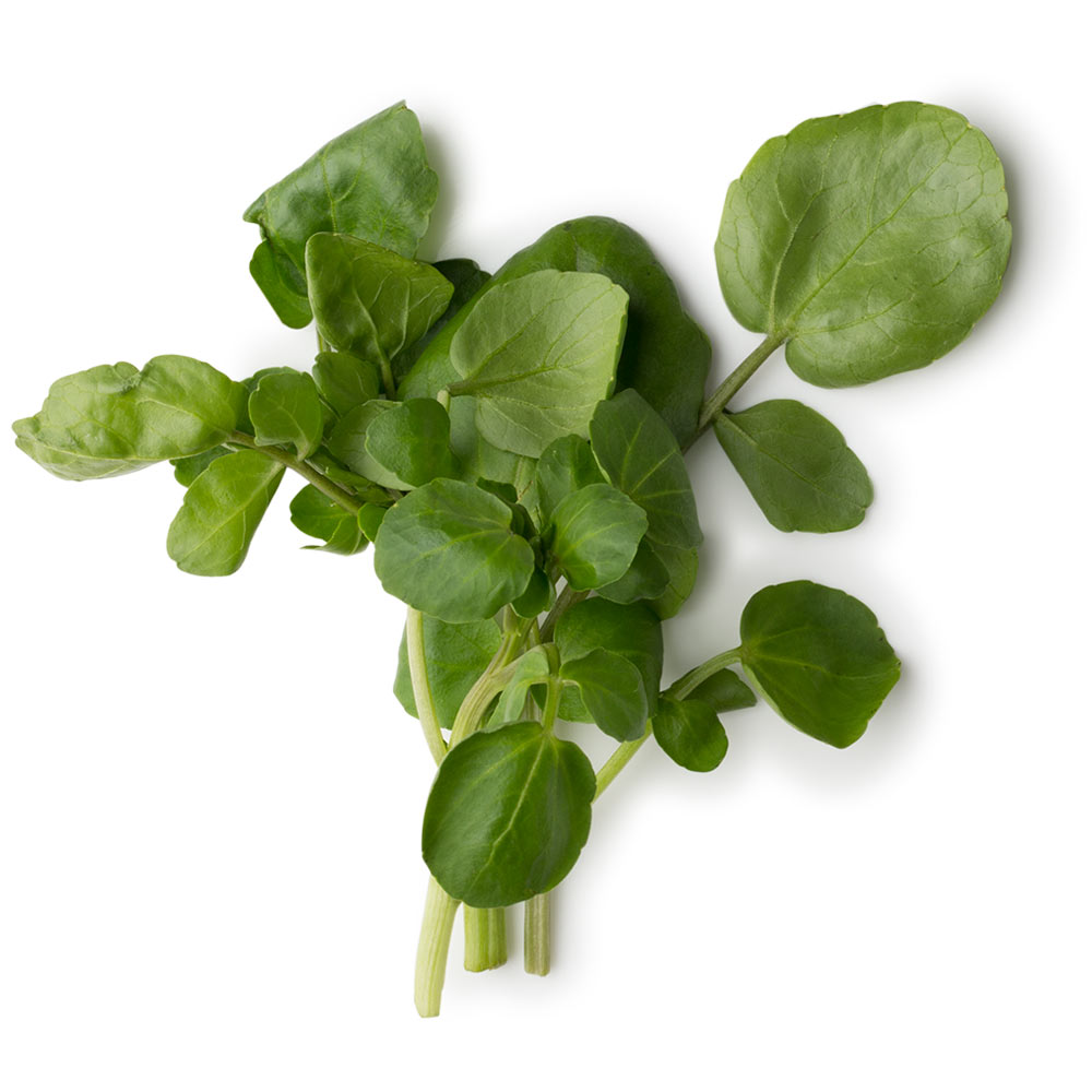 Nasturtium Officinale Extract (frischer Brunnenkresseaufguss) LUSH