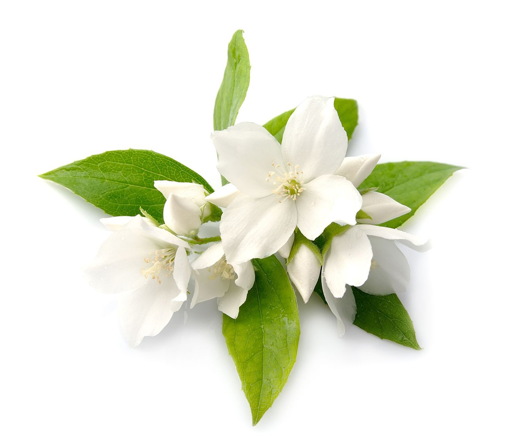 Jasmine Rose And Ginseng Infusion Lush Fresh Handmade Cosmetics Uk