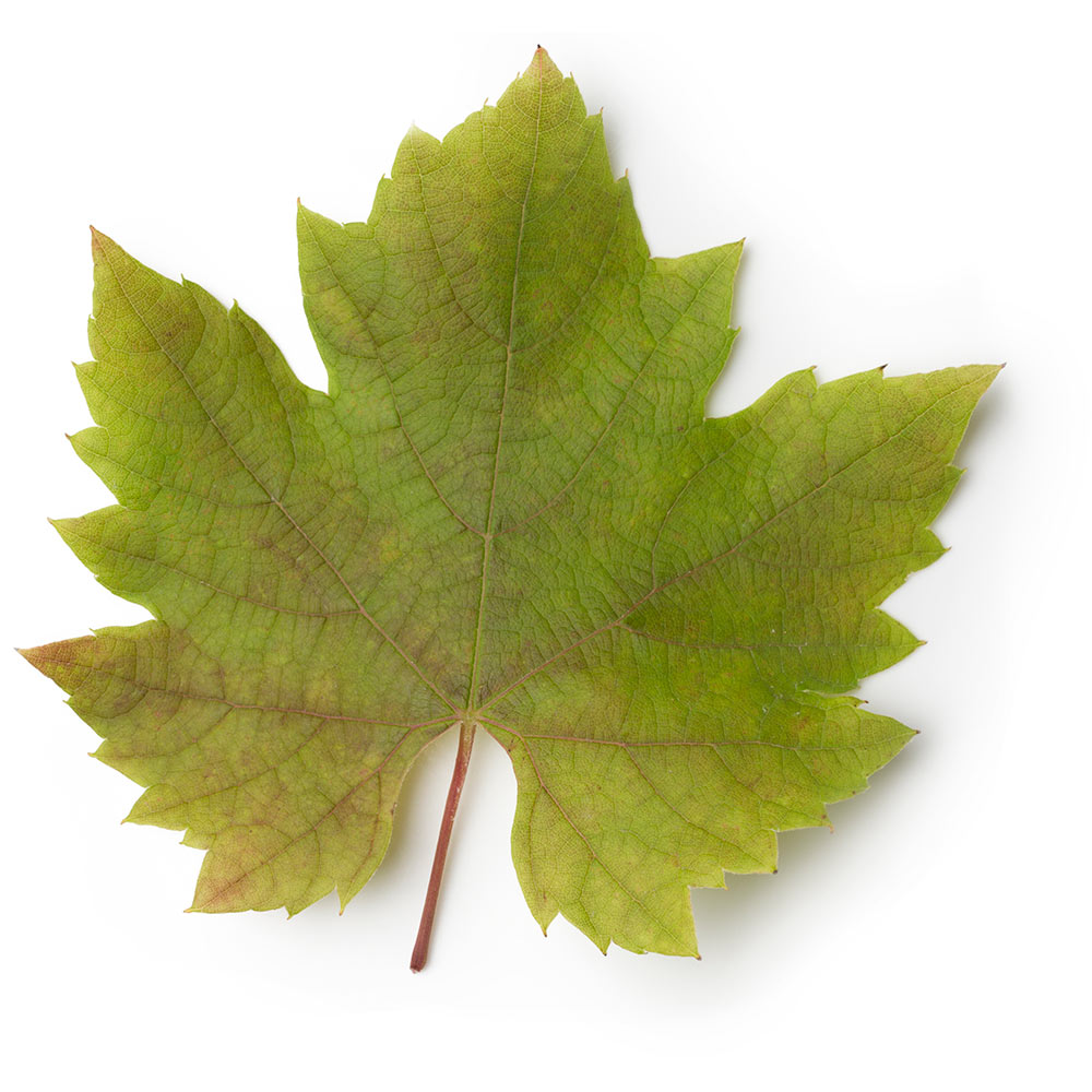 Vine Leaf Vine Leaf