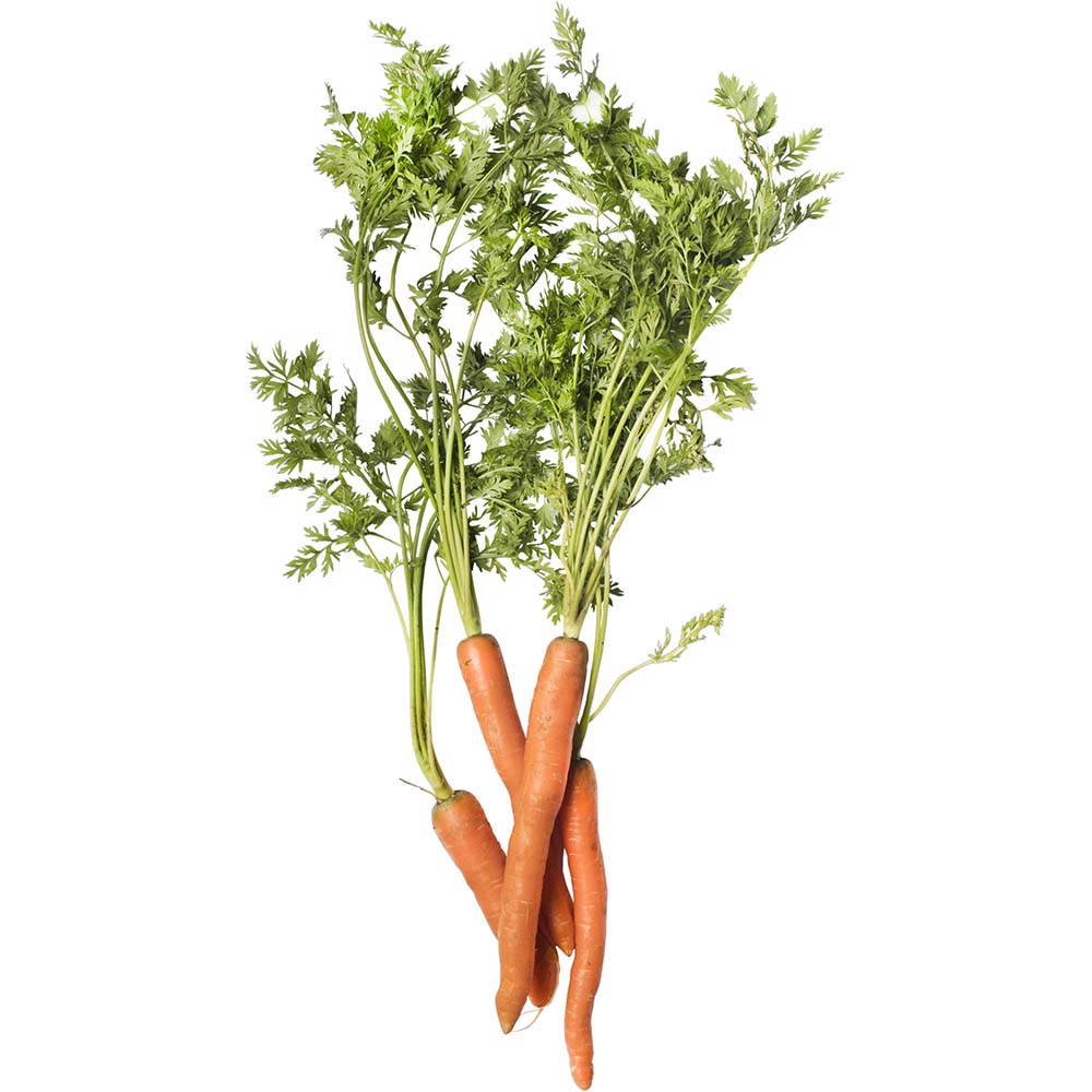 Carrot Powder carrot-powder