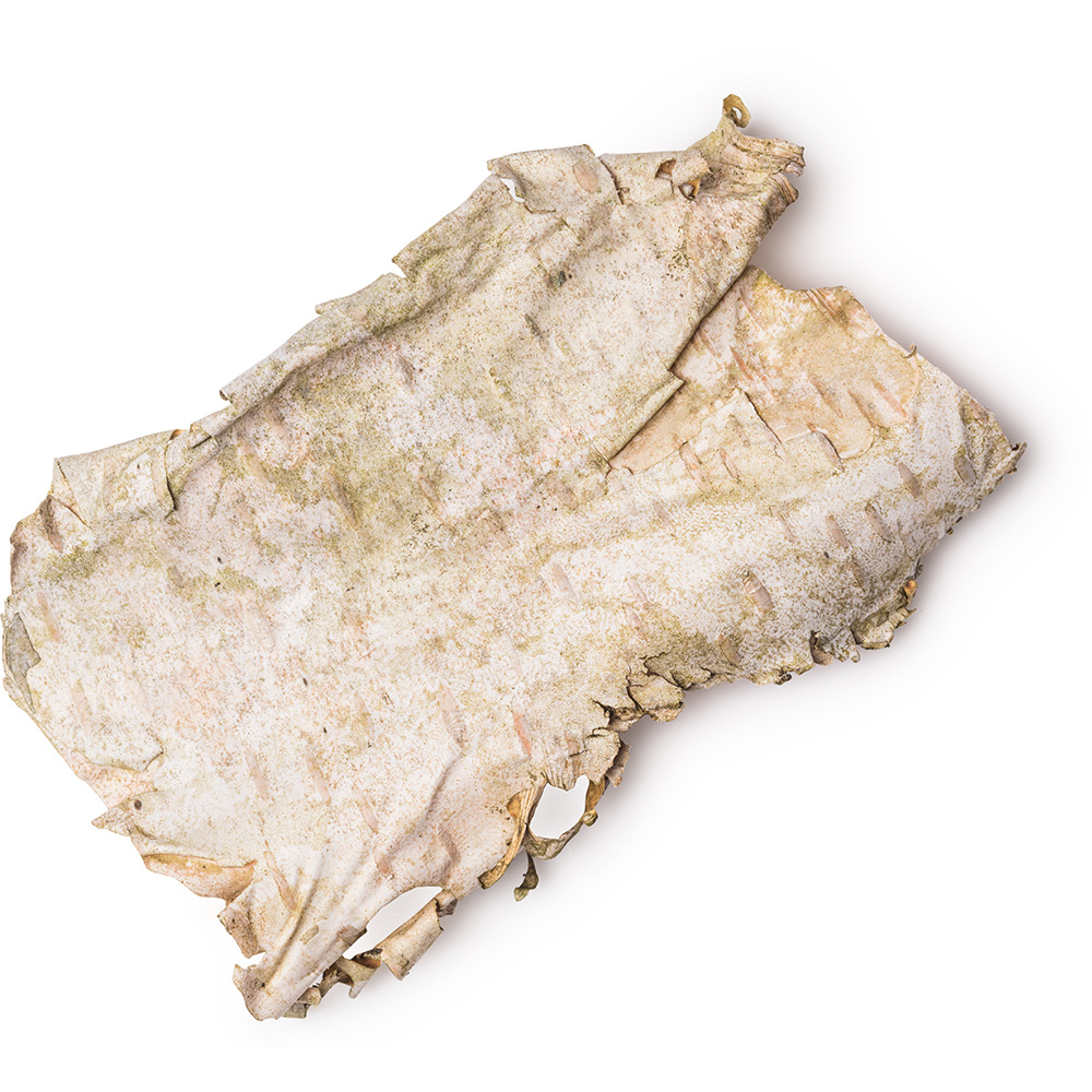 birch bark birch bark