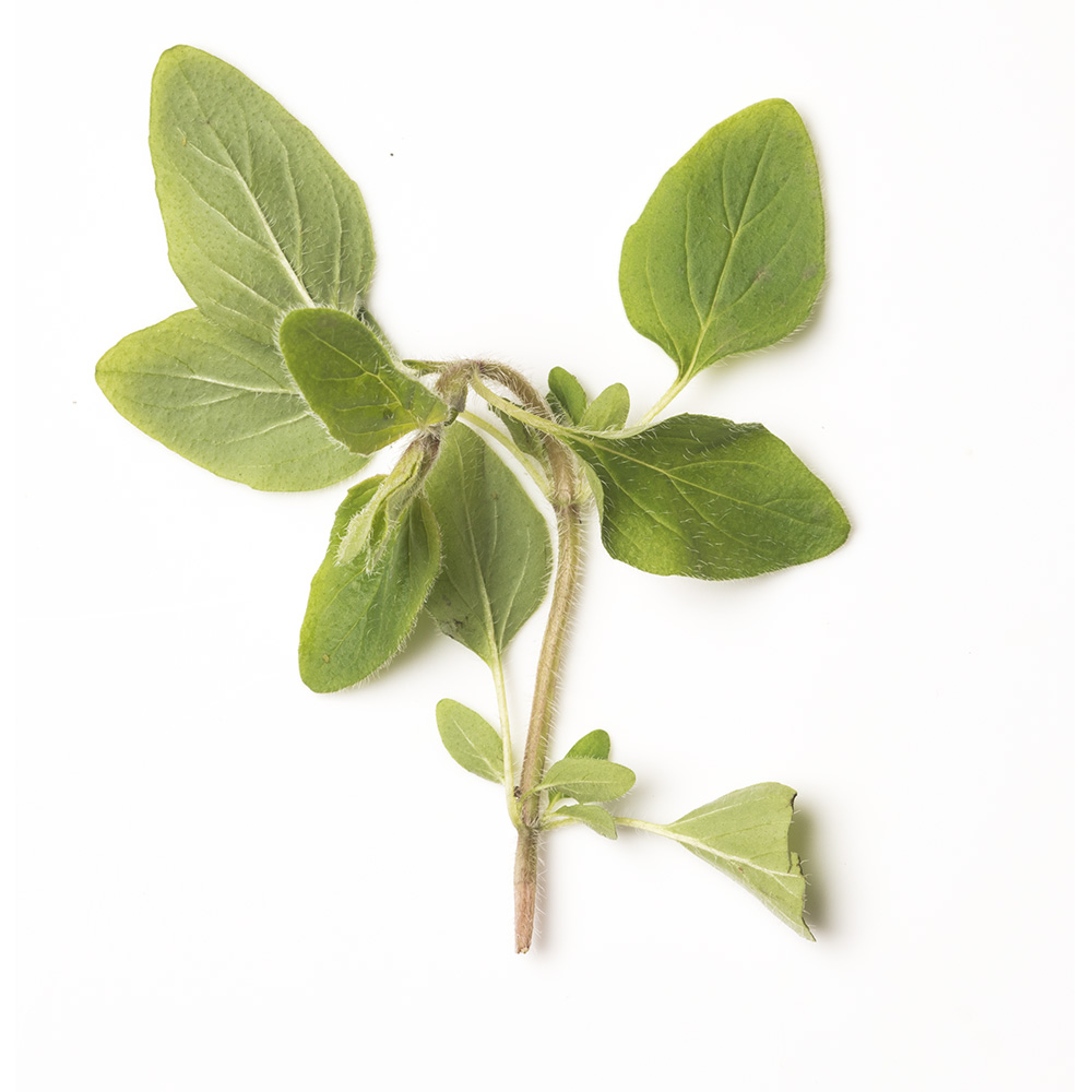 Oregano oregano