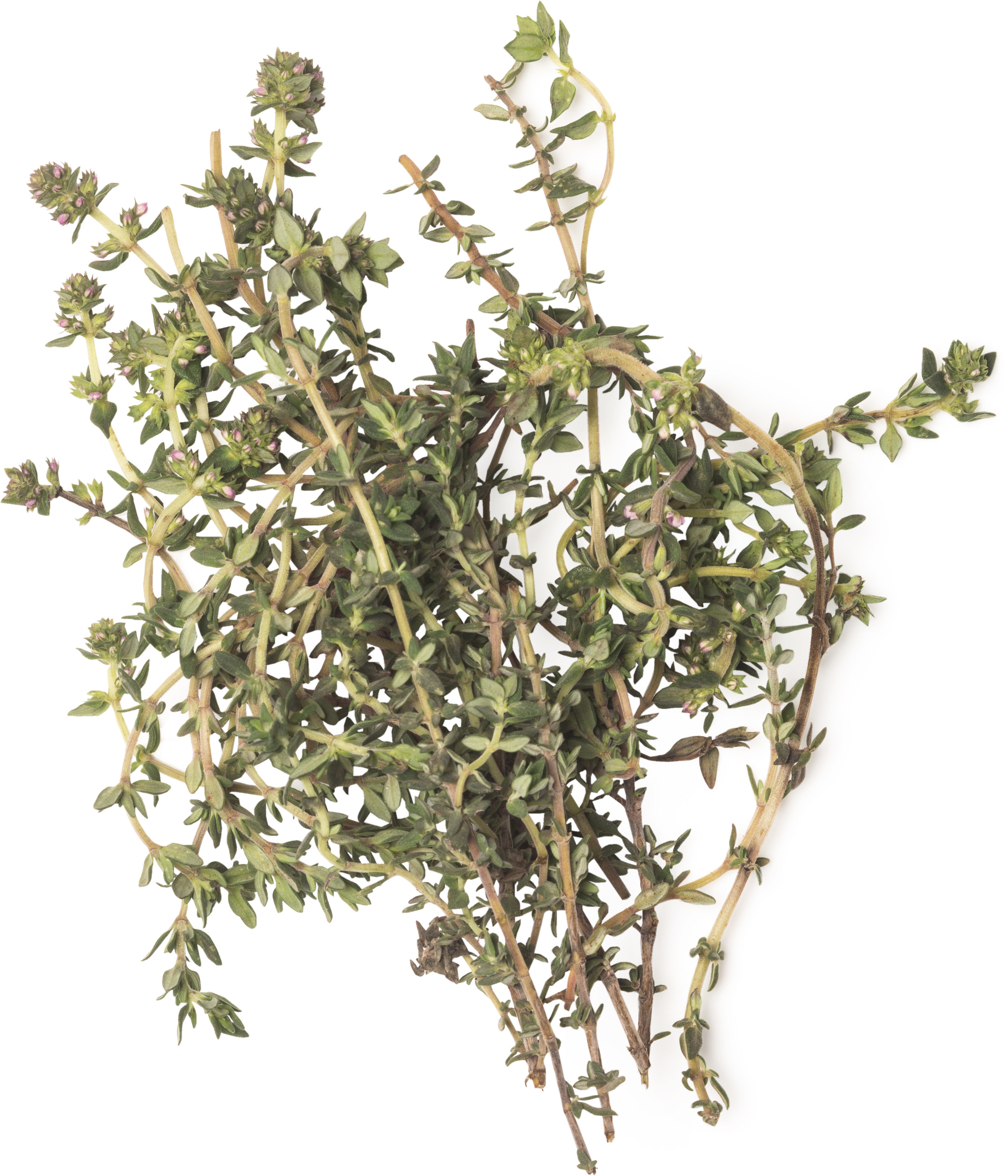 Thymus Vulgaris Herb (tymián) Lush Česká Republika