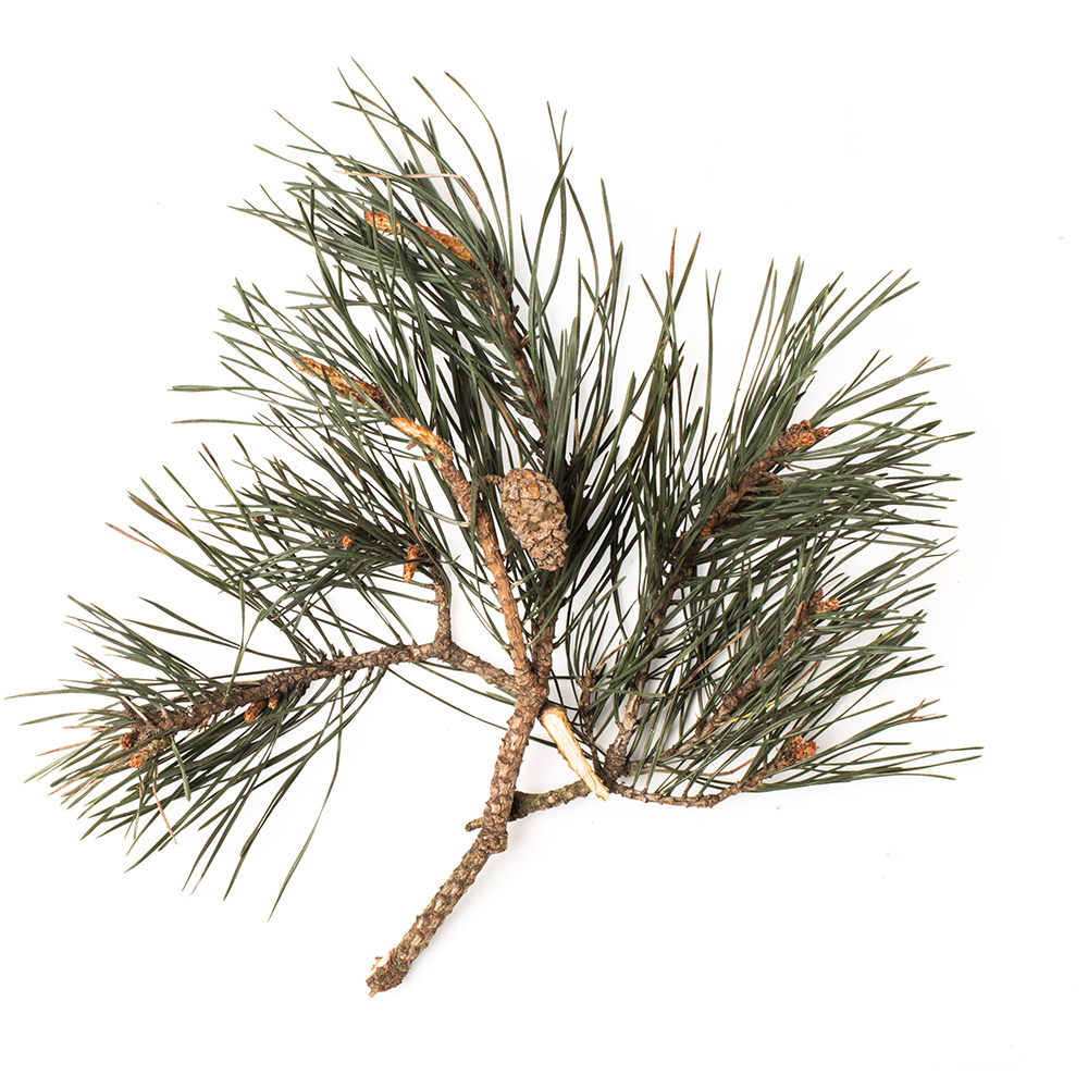 Essenza Assoluta Di Aghi Di Pino Pinus Sylvestris Lush Italia