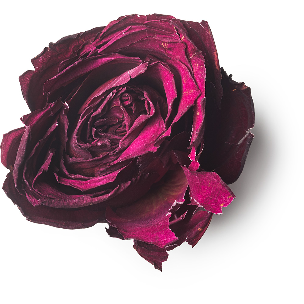 Dried Rose Lush Fresh Handmade Cosmetics UK