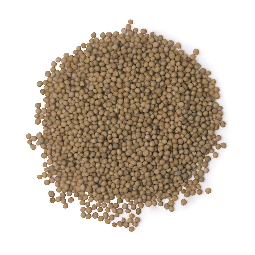 White mustard seeds White mustard seeds