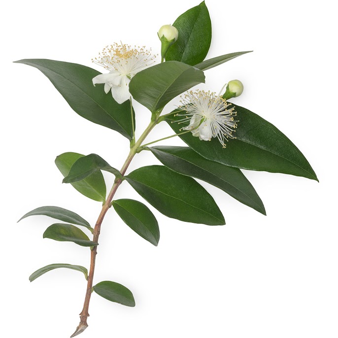 Lemon myrtle Lemon myrtle