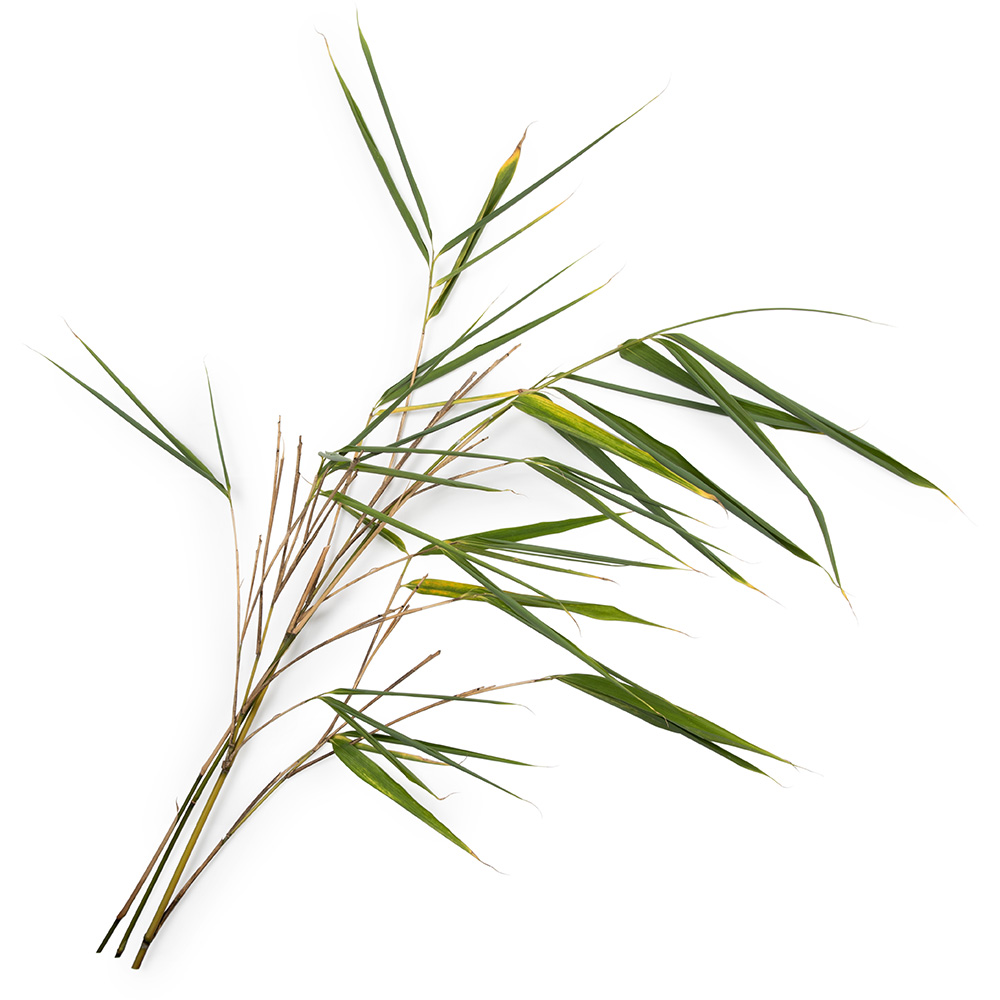 Bamboo Bamboo