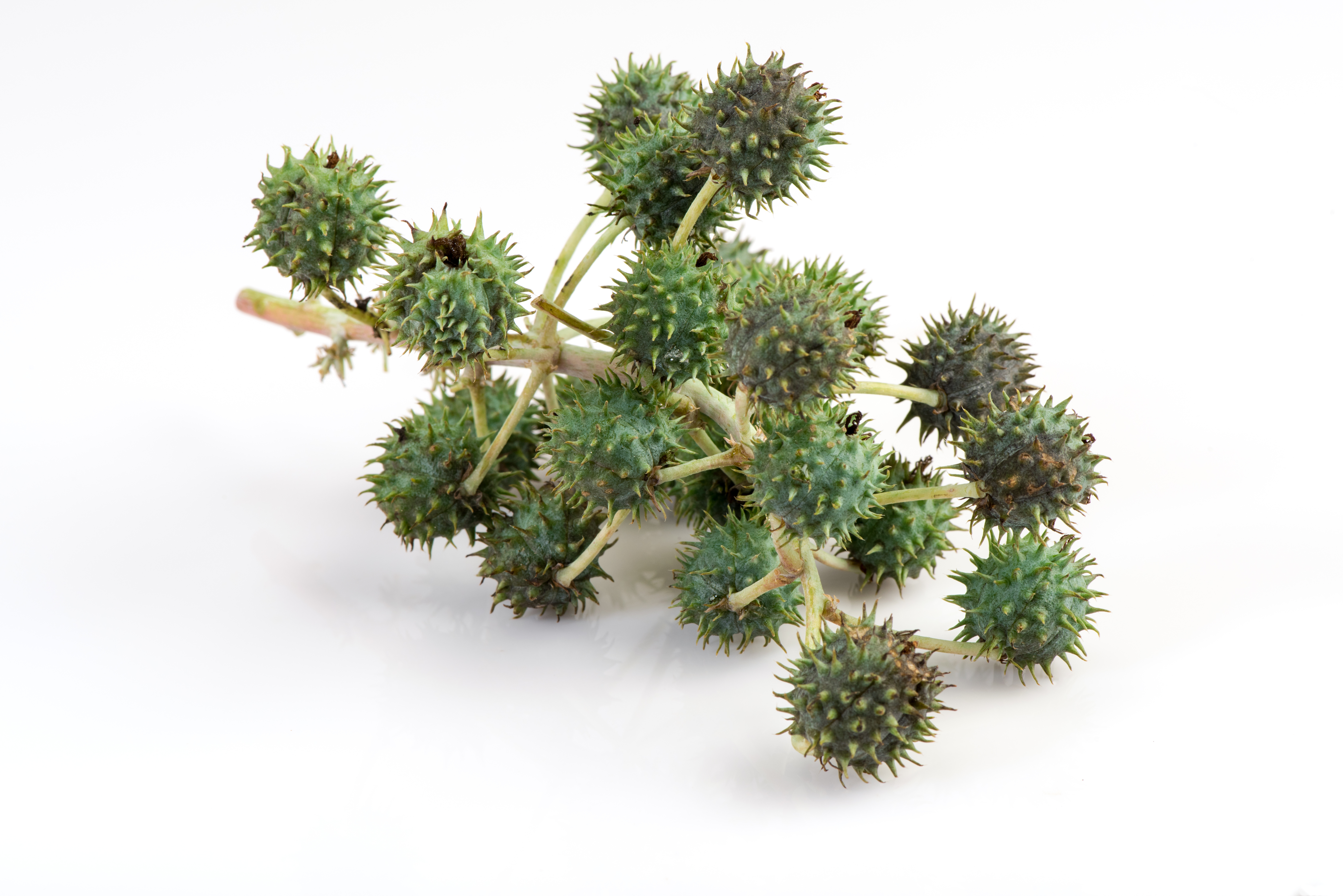 castor fruits castor fruits