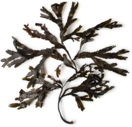 ヒバマタエキス ラッシュ公式サイト Lush Fresh Handmade Cosmetics