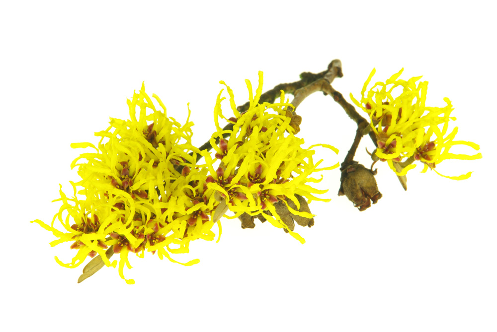 Amamelide Amamelide
