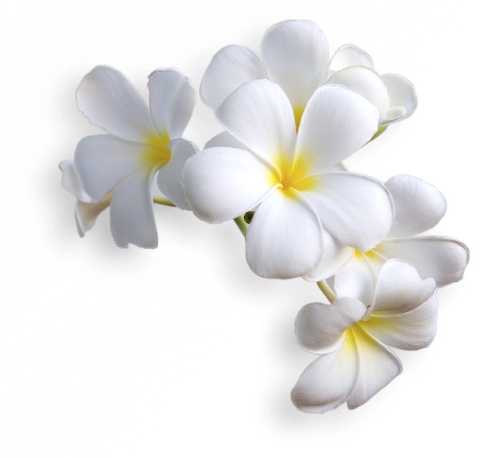 Essenza Assoluta d Frangipani (Plumeria alba) Essenza Assoluta d Frangipani (Plumeria alba)