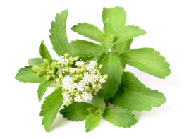 stevia stevia