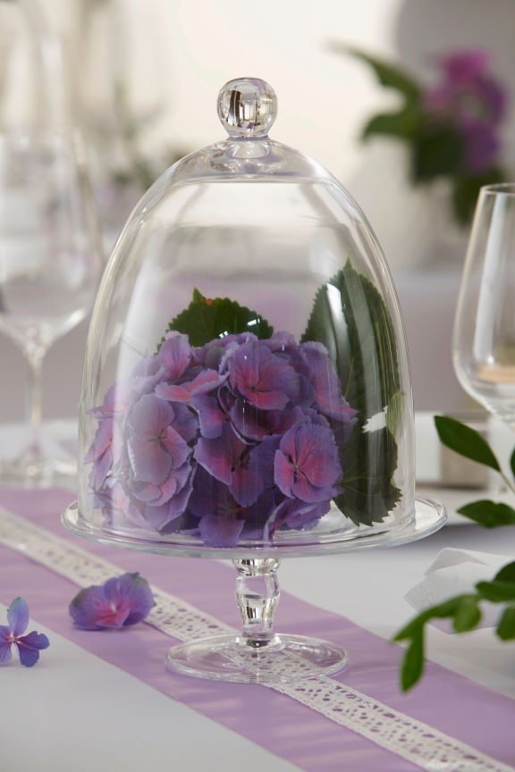 Primulas en una cloche