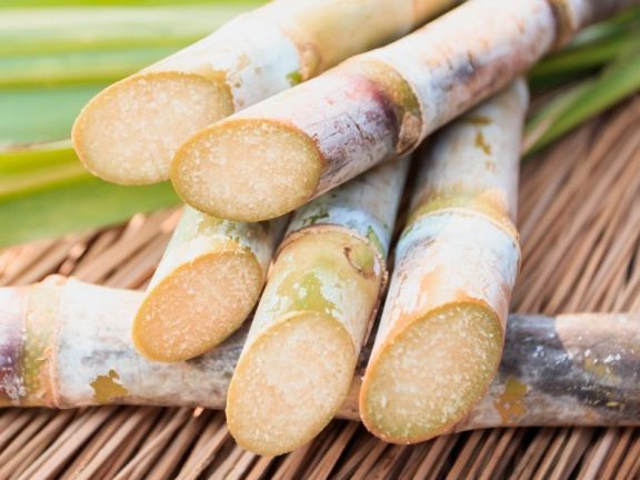 angeschnittene Zuckerrohrstangen