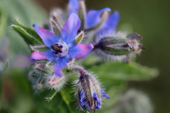 Flores comestibles - borraja