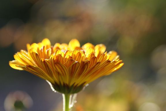 Flores comestibles - la caléndula