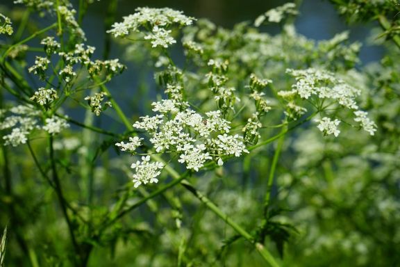 Flores comestibles - perifollo