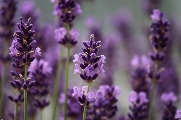 Flores comestibles - lavanda