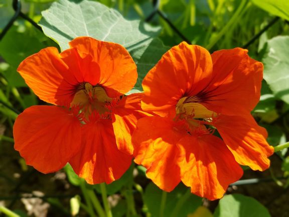 Flores comestibles - capuchina