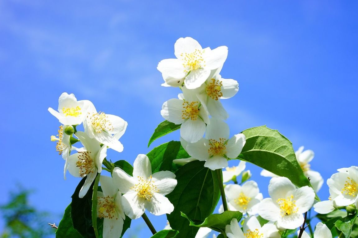 Flores comestibles: qué son y por qué usarlas en la cocina | LUSINI