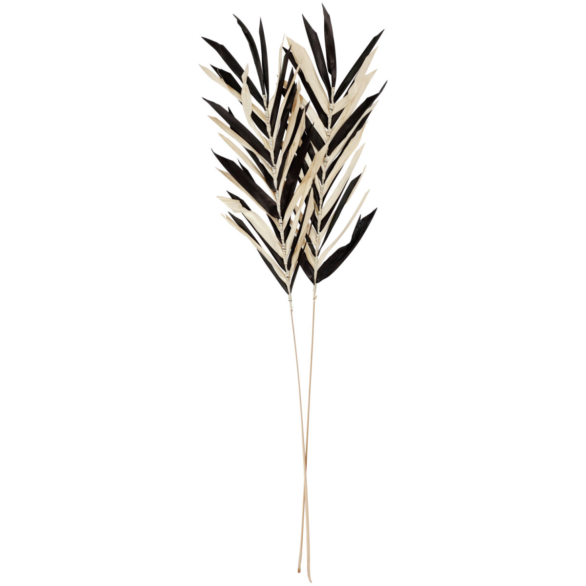 Trockenblumenzweig Aba 100 cm (L); natur/schwarz