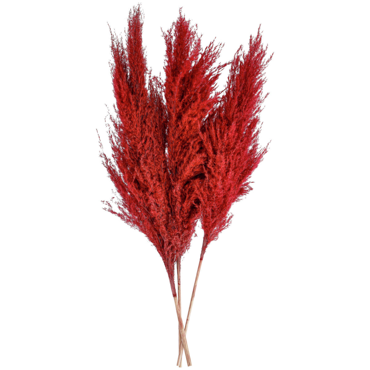 Mazzo di fiori secchi Mira; 80 cm (L); rosso scuro