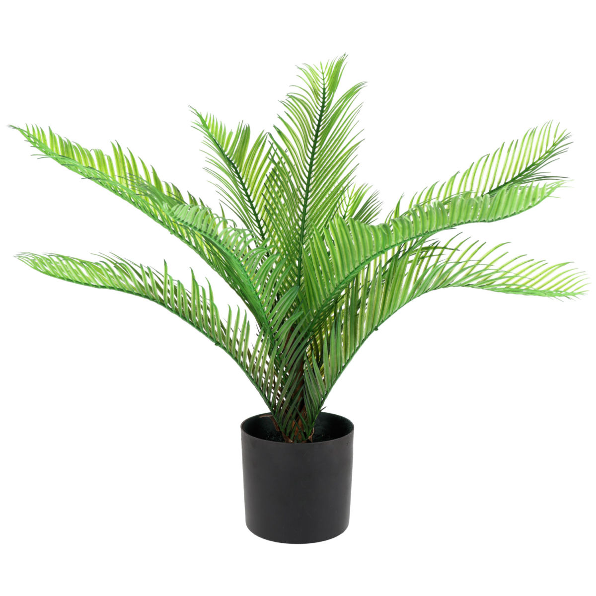 Palma Miki PULSIVA; 54 cm (H); verde/nero