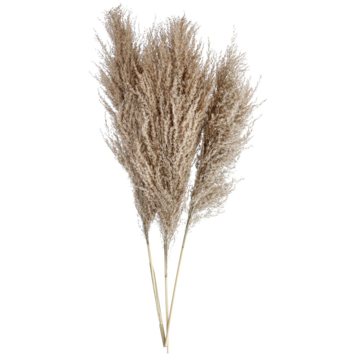 Mazzo di fiori secchi Mira; 80 cm (L); marrone