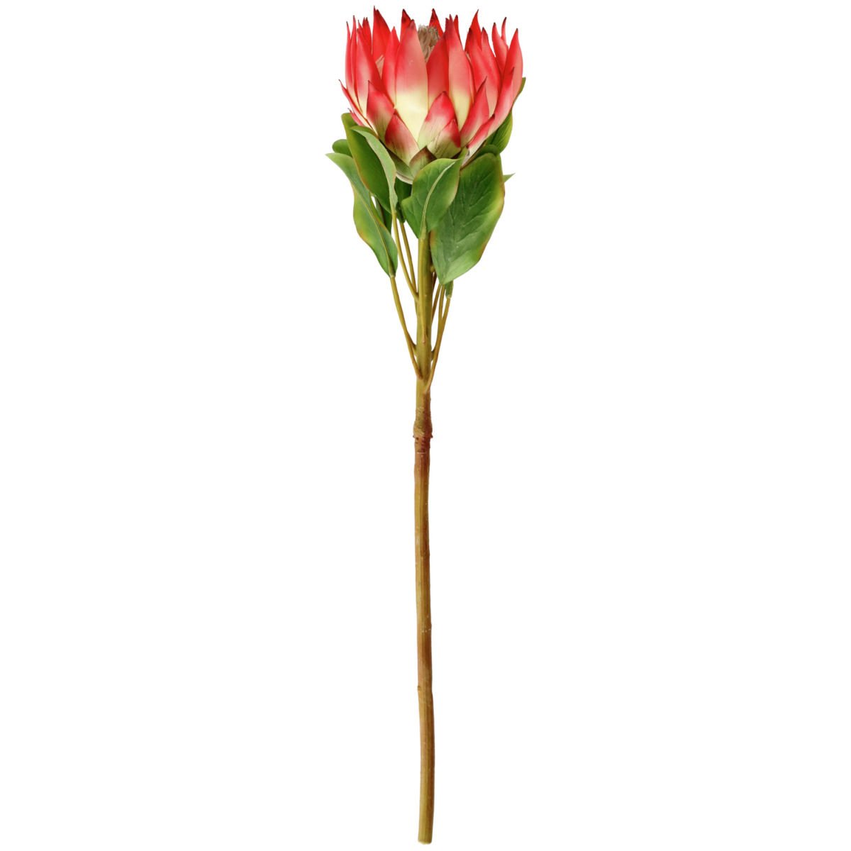 Protea artificiale Maaret VEGA; 70x11 cm (LxL); bianco/rosa/verde