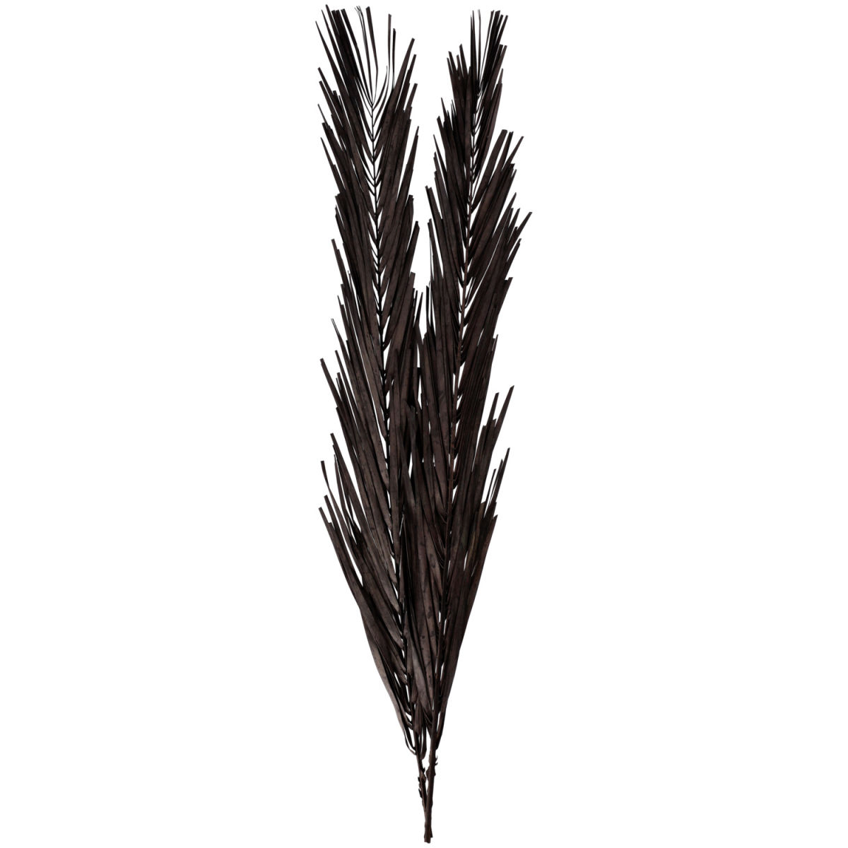 Trockenblumenzweig Abbie 97 cm (L); schwarz