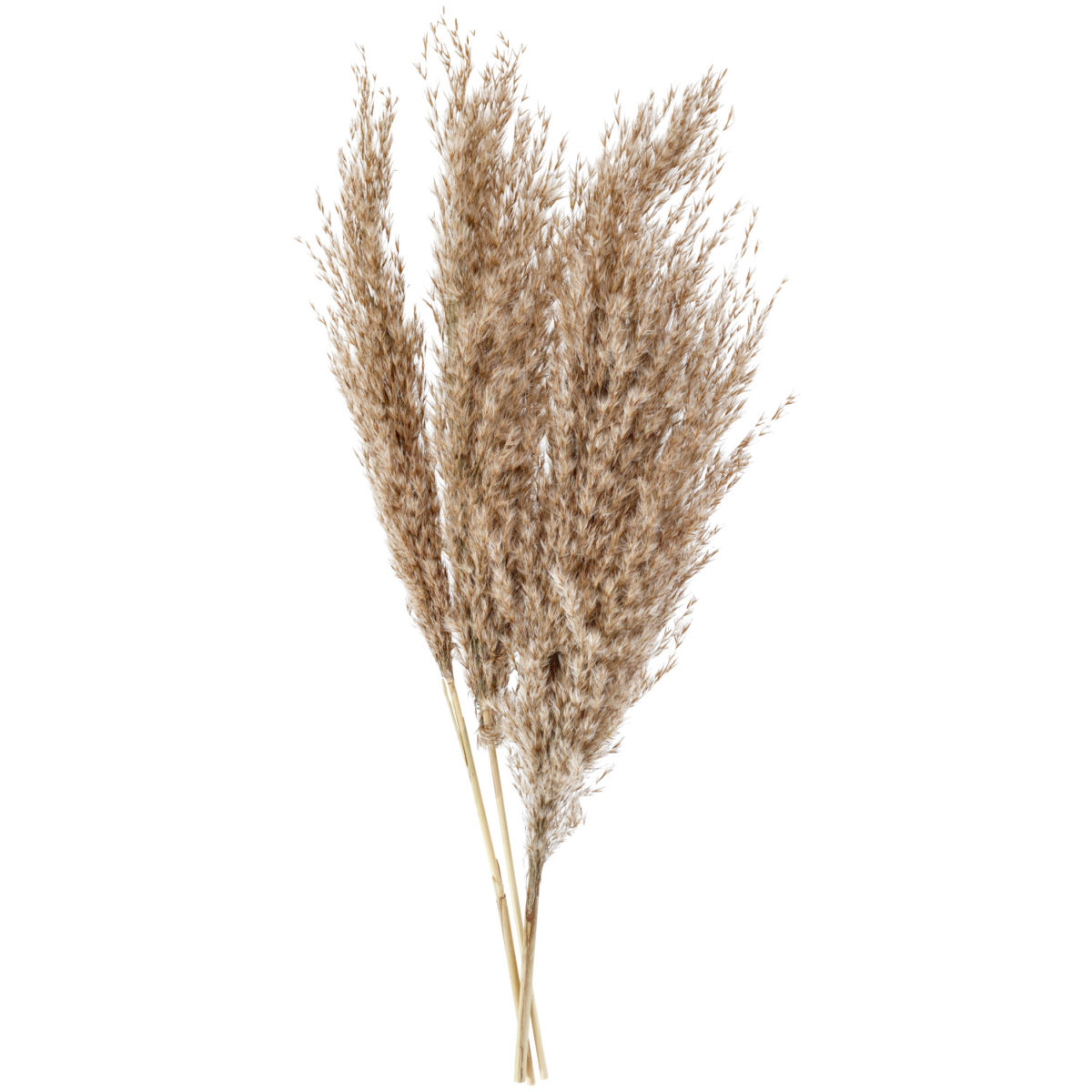 Fiori secchi decorativi Pampas Benoit; 60 cm (L); marrone