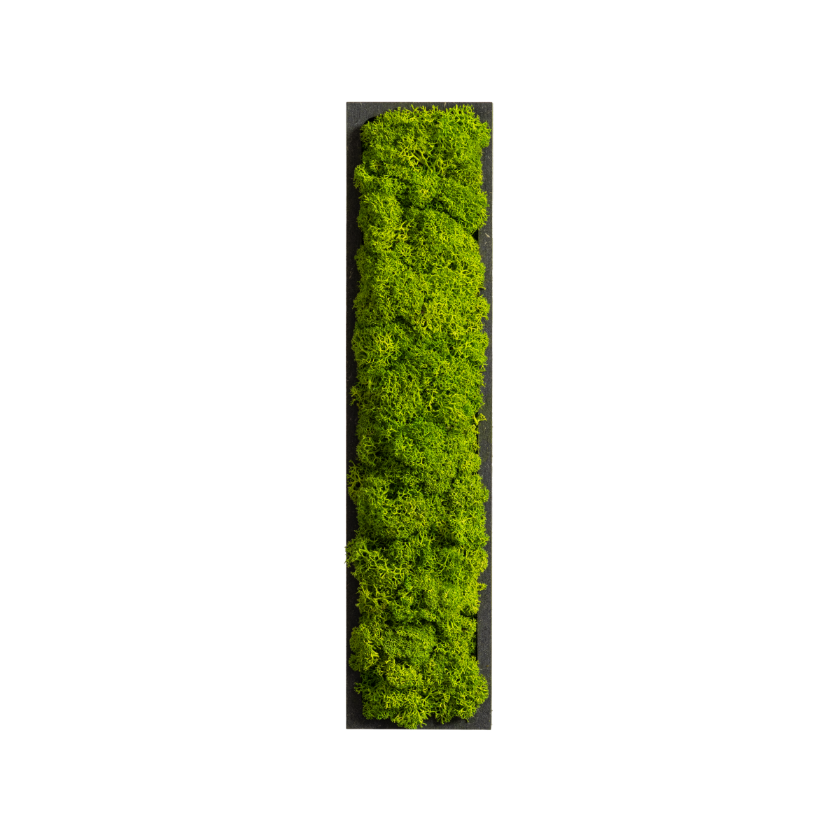 styleGREEN Piktogramm Buchstabe Islandmoos 26x6 cm (LxB); grün; Prägung I